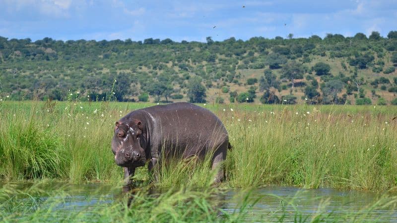 Safari Cruise along the Zambezi River - South Africa, Botswana, Namibia, Zimbabwe (port-to-port cruise)