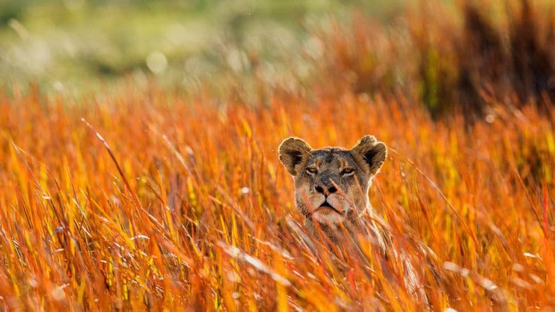 Safari Cruise along the Zambezi River - South Africa, Botswana, Namibia, Zimbabwe with extended stay "Cape Town and the Cape of Good Hope Peninsula" (port-to-port cruise)
