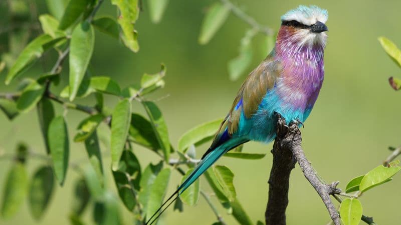 Safari Cruise along the Zambezi River - South Africa, Botswana, Namibia, Zimbabwe with extended stay "Cape Town and the Cape of Good Hope Peninsula" (port-to-port cruise)