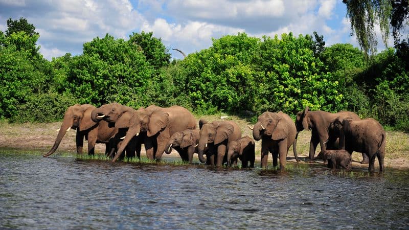 Safari Cruise along the Zambezi River - South Africa, Botswana, Namibia, Zimbabwe with extended stay "Cape Town and the Cape of Good Hope Peninsula" (port-to-port cruise)