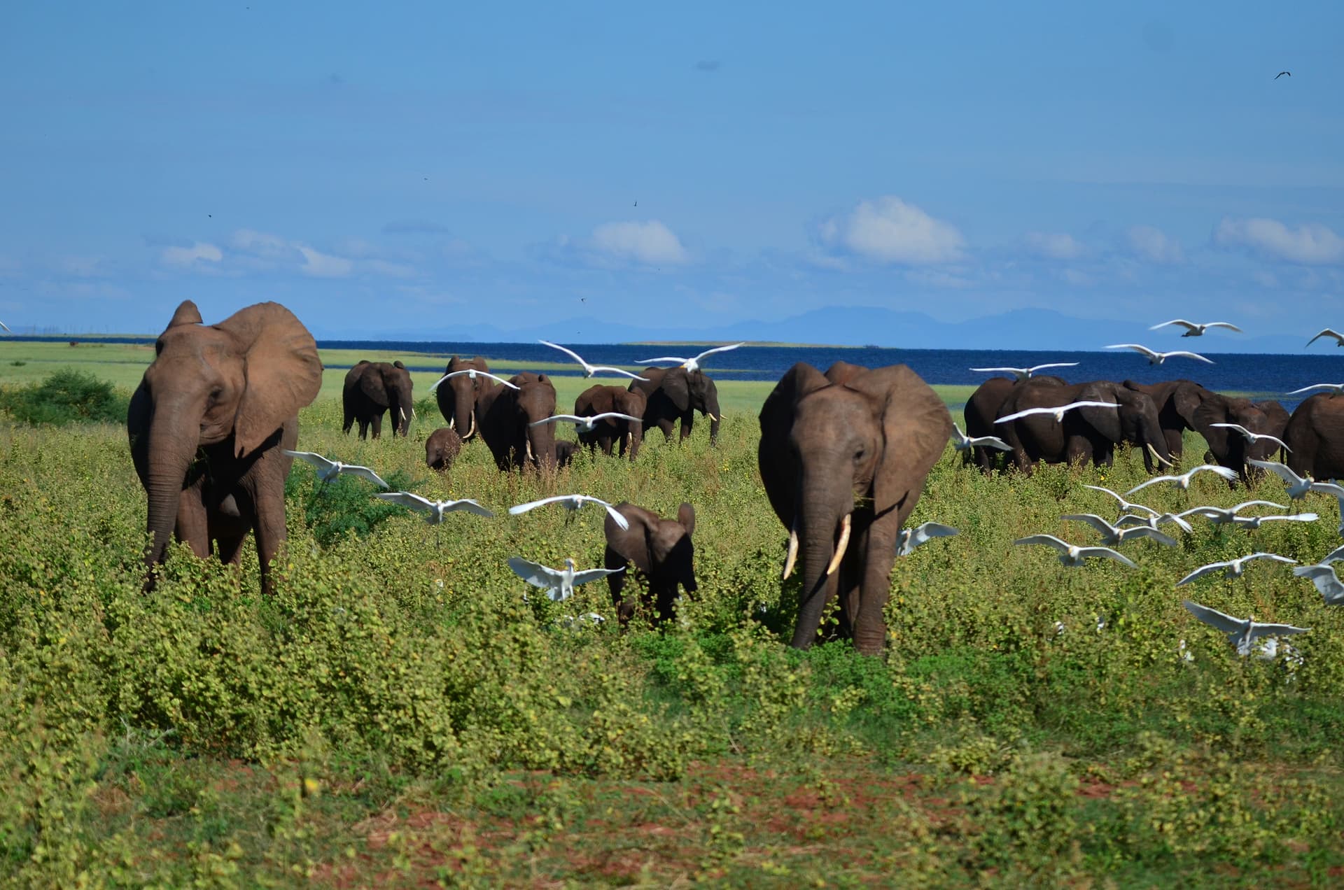 Safari Cruise along the Zambezi River - South Africa, Botswana, Namibia & Zimbabwe with extended stay "Cape Town and the Cape of Good Hope Peninsula" (port-to-port cruise)